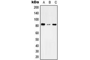 Western blot analysis of TMC7 expression in THP1 (A), NIH3T3 (B), H9C2 (C) whole cell lysates. (TMC7 antibody  (C-Term))