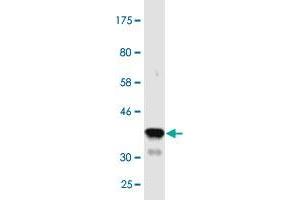 Western Blotting (WB) image for anti-Junction Mediating and Regulatory Protein, P53 Cofactor (JMY) (AA 535-634) antibody (ABIN530706)