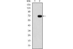 Western blot analysis using GATA5 mAb against HEK293 (1) and GATA5-hIgGFc transfected HEK293 (2) cell lysate. (GATA5 antibody)