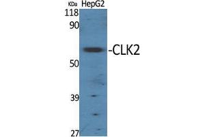 Western Blot (WB) analysis of specific cells using CLK2 Polyclonal Antibody. (CLK2 antibody  (N-Term))