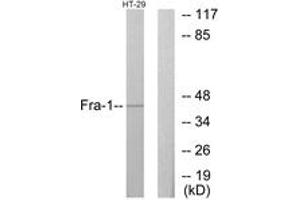 Western blot analysis of extracts from HT-29 cells, using Fra-1 Antibody. (FOSL1 antibody  (AA 101-150))