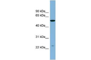 WB Suggested Anti-PAOX  Antibody Titration: 0. (PAOX antibody  (N-Term))