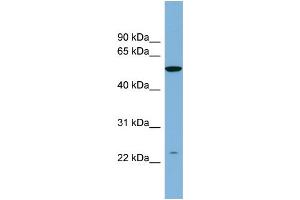 WB Suggested Anti-PAOX  Antibody Titration: 0.