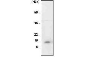 The cell lysates of HL-60 was resolved by SDS-PAGE, transferred to PVDF membrane and probed with anti-human MIF antibody (1:1,000). (MIF antibody  (AA 1-114))