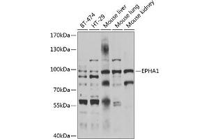 Western blot analysis of extracts of various cell lines, using EPH antibody  at 1:1000 dilution. (EPHA1 antibody  (AA 1-230))