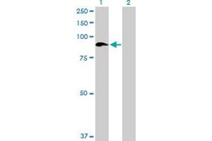 anti-Sema Domain, Immunoglobulin Domain (Ig), Transmembrane Domain (TM) and Short Cytoplasmic Domain, (Semaphorin) 4A (Sema4a) (AA 1-761) antibody