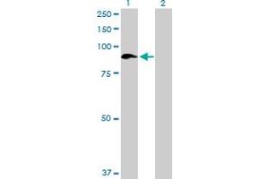 Western Blot analysis of SEMA4A expression in transfected 293T cell line by SEMA4A MaxPab polyclonal antibody. (Sema4a antibody  (AA 1-761))