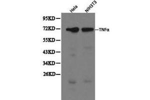 Western blot analysis of extracts of Hela and NIH3T3 cells, using TNFα antibody. (TNF alpha antibody  (C-Term))