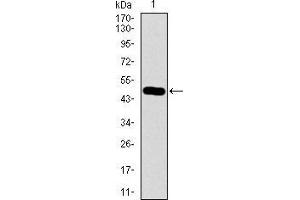 Western blot analysis using GUCY1A3 mAb against human GUCY1A3 recombinant protein.