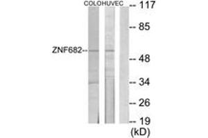 Western blot analysis of extracts from COLO205/HuvEc cells, using ZNF682 Antibody. (ZNF682 antibody  (AA 21-70))