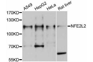 Western blot analysis of extracts of various cell lines, using NFE2L2 antibody (ABIN5998330) at 1/1000 dilution. (NRF2 antibody)
