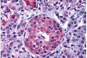 Anti-GIPR antibody  ABIN1048659 IHC staining of human pancreas. (GIPR antibody  (N-Term))