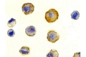Immunohistochemistry (IHC) image for anti-Tumor Necrosis Factor Receptor Superfamily, Member 10c (TNFRSF10C) (Extracellular Domain) antibody (ABIN1030834) (DcR1 antibody  (Extracellular Domain))