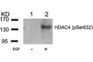 Western blot analysis of extracts from 293 cells untreated(lane 1) or treated with EGF(lane 2) using HDAC4(Phospho-Ser632) Antibody. (HDAC4 antibody  (pSer632))