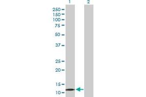 PPP1R1C antibody  (AA 1-109)