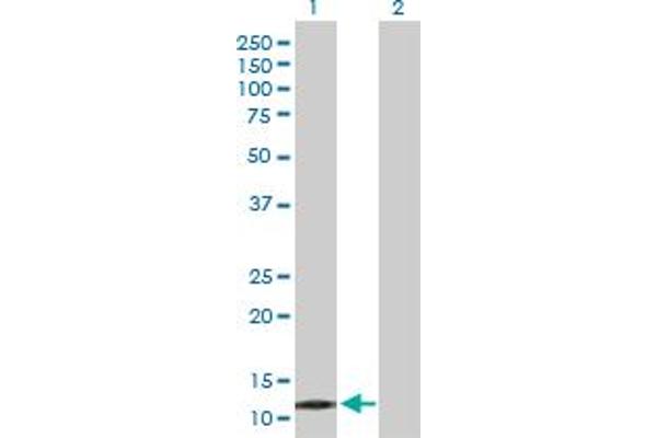 PPP1R1C antibody  (AA 1-109)
