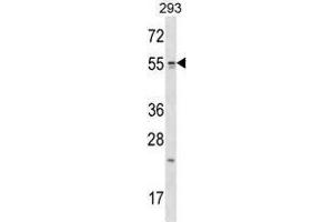 TTC23 Antibody (Center) western blot analysis in 293 cell line lysates (35 µg/lane). (TTC23 antibody  (Middle Region))