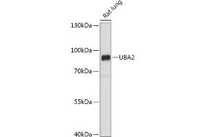 Western blot analysis of extracts of Rat lung, using UB antibody (ABIN7270634) at 1:1000 dilution. (UBA2 antibody  (AA 60-160))