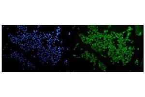 anti-Runt-Related Transcription Factor 2 (RUNX2) (AA 244-278), (Middle Region) antibody