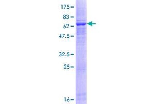 ACTRT1 Protein (AA 1-376) (GST tag)