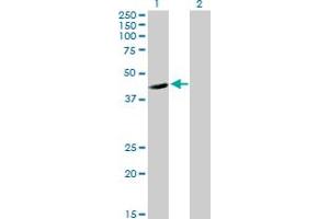 Western Blot analysis of FGGY expression in transfected 293T cell line by FGGY MaxPab polyclonal antibody. (FGGY antibody  (AA 1-439))