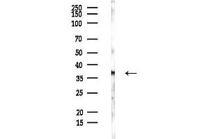 Western blot analysis of lysates from PC12 cells, using Nucleophosmin Antibody at 1/1000 dilution.
