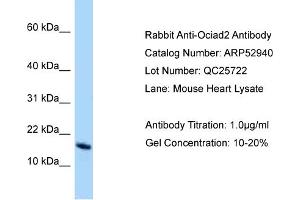 Western Blotting (WB) image for anti-OCIA Domain Containing 2 (OCIAD2) (N-Term) antibody (ABIN2785162) (OCIAD2 antibody  (N-Term))