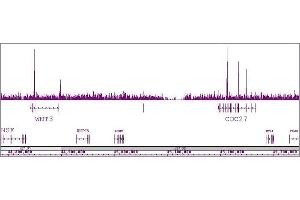 ChIP DNA-Sequencing (ChIP-seq) image for anti-Transcription Factor 7-Like 1 (T-Cell Specific, HMG-Box) (TCF7L1) (N-Term) antibody (ABIN6972849)
