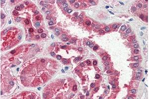 ABIN238623 (5µg/ml) staining of paraffin embedded Human Kidney. (GOT1 antibody  (AA 157-167))