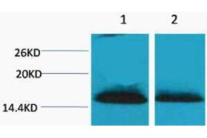 Western Blotting (WB) image for anti-Histone H1 (2meLys25) antibody (ABIN3181327) (Histone H1 antibody  (2meLys25))