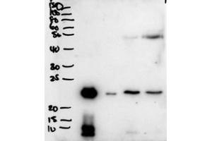Western blot testing of secretions from human primary airway cells in culture (lanes 1 and 2), and in human bronchoalveolar lavage fluid (lanes 3 and 4) with PLUNC antibody at 2ug/ml. (BPIFA1 antibody)
