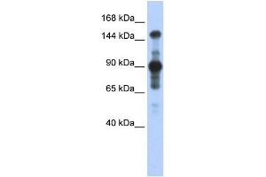 WB Suggested Anti-MINK1 Antibody Titration:  0. (MAP4K6 antibody  (Middle Region))