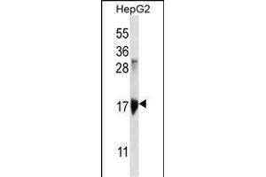 KRT3 Antibody (Center) (ABIN656583 and ABIN2845845) western blot analysis in HepG2 cell line lysates (35 μg/lane). (KRTAP1-3 antibody  (AA 88-117))