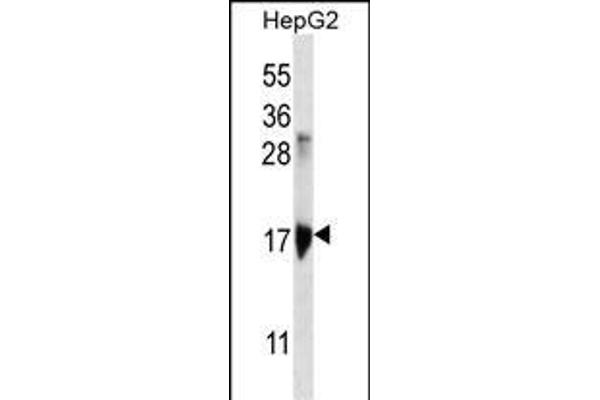 KRTAP1-3 antibody  (AA 88-117)