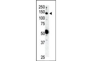 Image no. 1 for anti-Ret Proto-Oncogene (RET) (N-Term) antibody (ABIN359924) (Ret Proto-Oncogene antibody  (N-Term))