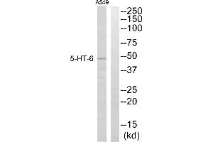 Western blot analysis of extracts from A549 cells, using 5-HT-6 antibody. (Serotonin Receptor 6 antibody)