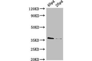 Western Blot Positive WB detected in: Rosseta bacteria lysate at 40 μg, 20 μg All lanes: dcyD antibody, HRP conjugated at 0. (DcyD antibody  (AA 2-328) (HRP))