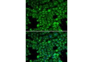 Immunofluorescence analysis of U2OS cells using LYZL6 antibody. (LYZL6 antibody)