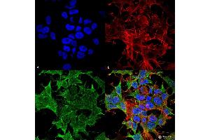 Immunocytochemistry/Immunofluorescence analysis using Mouse Anti-TASK1 Potassium Channel Monoclonal Antibody, Clone S374-48 . (KCNK3 antibody  (AA 251-411) (Biotin))