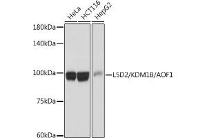 Western blot analysis of extracts of various cell lines, using LSD2/ antibody (ABIN7268325) at 1:1000 dilution. (KDM1B antibody)