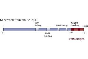 Image no. 3 for anti-Nitric Oxide Synthase 2, Inducible (NOS2) (AA 961-1144) antibody (ABIN967964) (NOS2 antibody  (AA 961-1144))