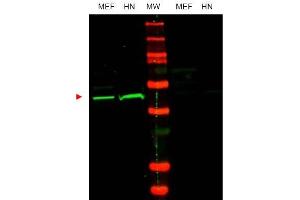 Image no. 1 for anti-POU Class 5 Homeobox 1 (POU5F1) (Internal Region) antibody (ABIN401447) (OCT4 antibody  (Internal Region))