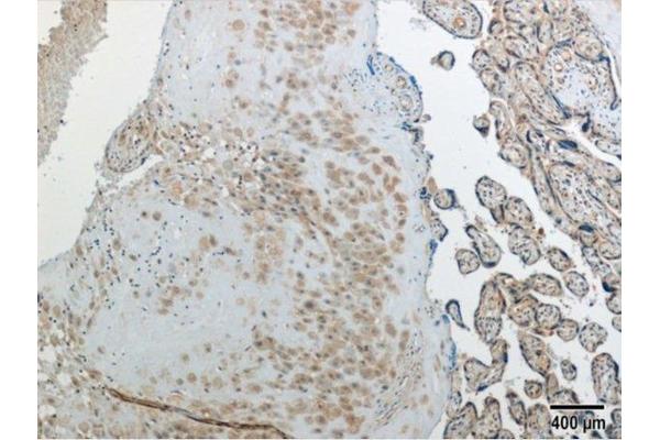 CXX1 antibody