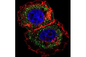 Fluorescent confocal image of MCF-7 cell stained with ESR1 isoform1 Antibody (C-term) (ABIN1881317 and ABIN2838677). (Estrogen Receptor alpha antibody  (C-Term))