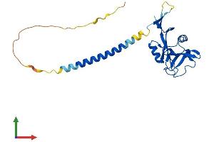 AlphaFold protein structure predicition of Human Recombinant CLEC4A Protein, UniprotID Q9UMR7 (CLEC4A Protein (AA 1-237) (His tag))