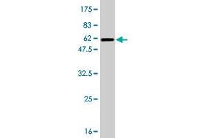 Western Blotting (WB) image for anti-Exosome Component 8 (EXOSC8) (AA 1-276) antibody (ABIN564930)