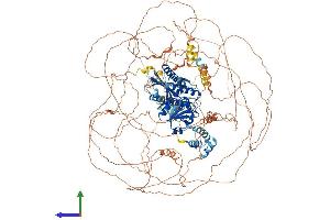 Protein Structure (PS) image for Slingshot Homolog 2 (SSH2) (AA 1-1423) protein (His tag) (ABIN7563848)