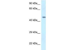 WB Suggested Anti-SPOCK2 Antibody Titration: 1. (SPOCK2/Testican 2 antibody  (N-Term))