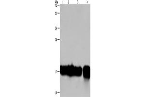 Western Blotting (WB) image for anti-Interleukin 17C (IL17C) antibody (ABIN2433185)