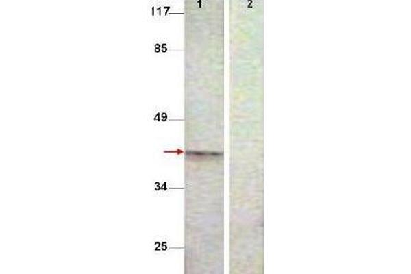 Aurora Kinase B antibody  (Internal Region)
